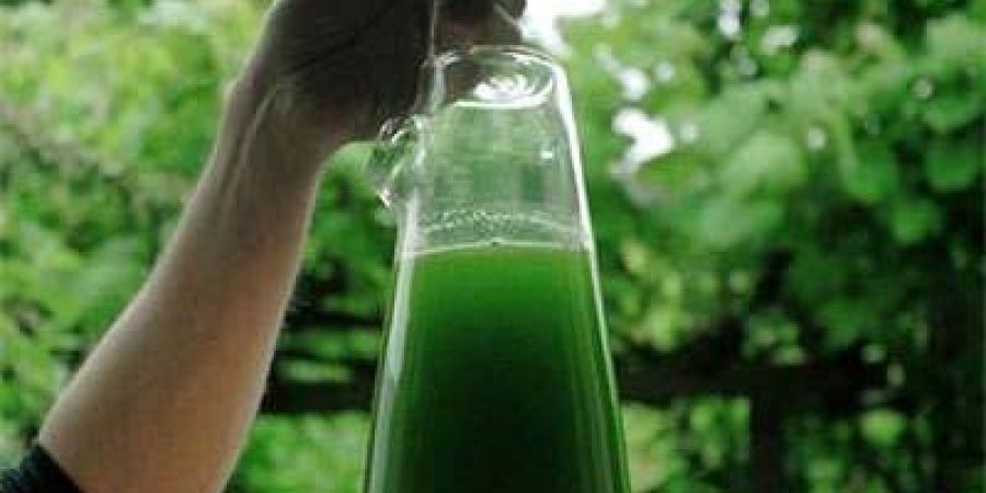 اولین نیروگاه سوخت زیستی محصول جلبک